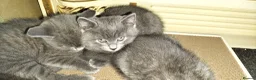 British Shorthair cats for sale: Beautiful British short hair kittens  - Advert 2