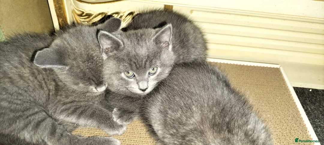 British Shorthair cats for sale: Beautiful British short hair kittens  - Advert 2