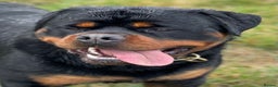Rottweiler dogs for stud: BEAUTIFUL OLD TYPE BIG BONED ROTTIE! For stud in Mansfield - Advert 22