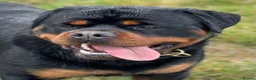 Rottweiler dogs for stud: BEAUTIFUL OLD TYPE BIG BONED ROTTIE! For stud in Mansfield - Advert 22