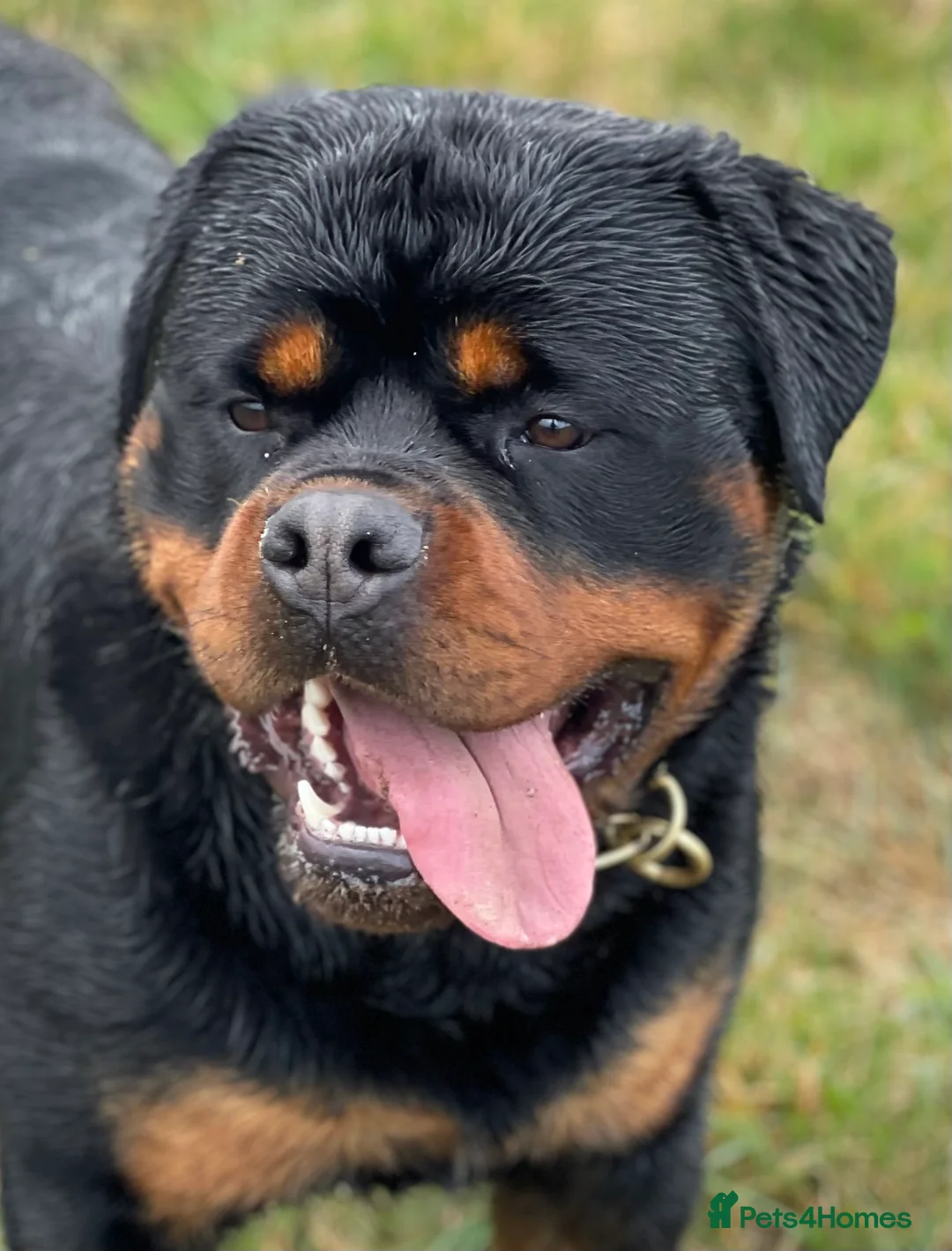 Rottweiler dogs for stud: BEAUTIFUL OLD TYPE BIG BONED ROTTIE! For stud in Mansfield - Advert 22
