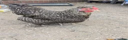 Chickens poultry for sale: Chicken and rooster ⭐ in Chigwell - Advert 4