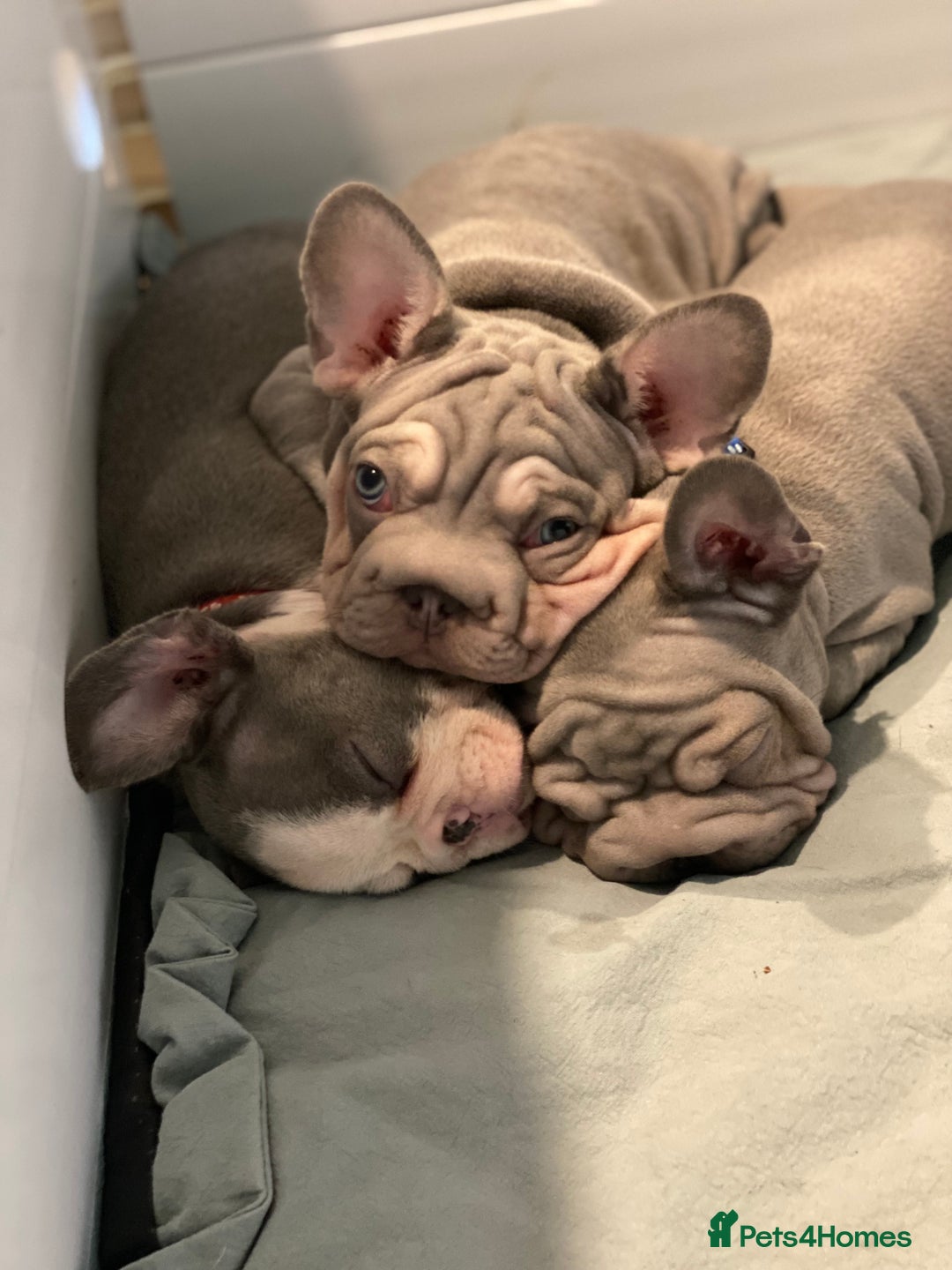French Bulldog dogs for sale: French bulldog puppies - Image 7