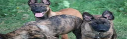 Belgian Shepherd Dog dogs for sale: Pups from world champion CHANCE - Advert 31