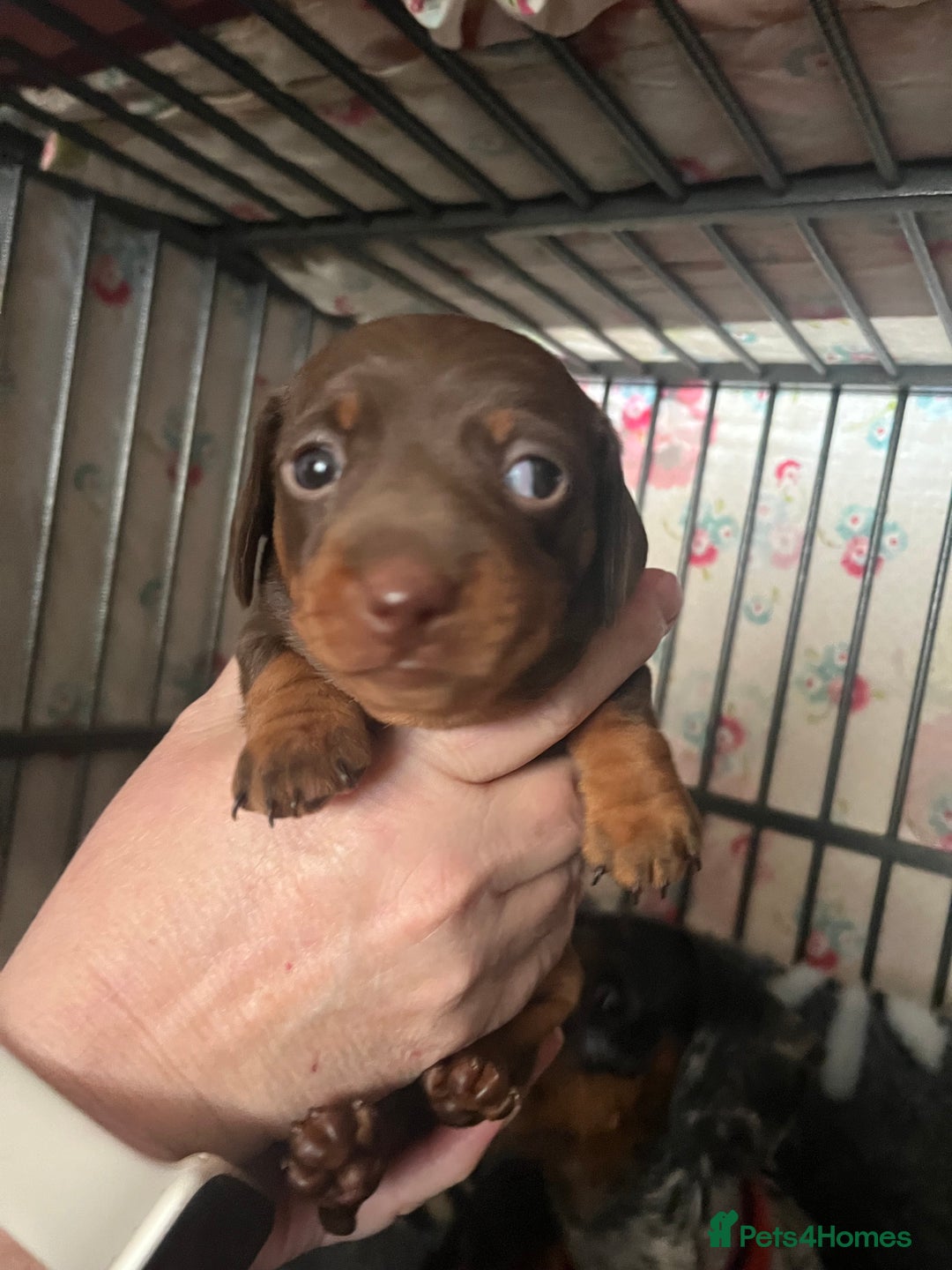 Miniature Dachshund dogs for sale: Sweet princess brown and tan miniature daushund🩷 - Advert 4