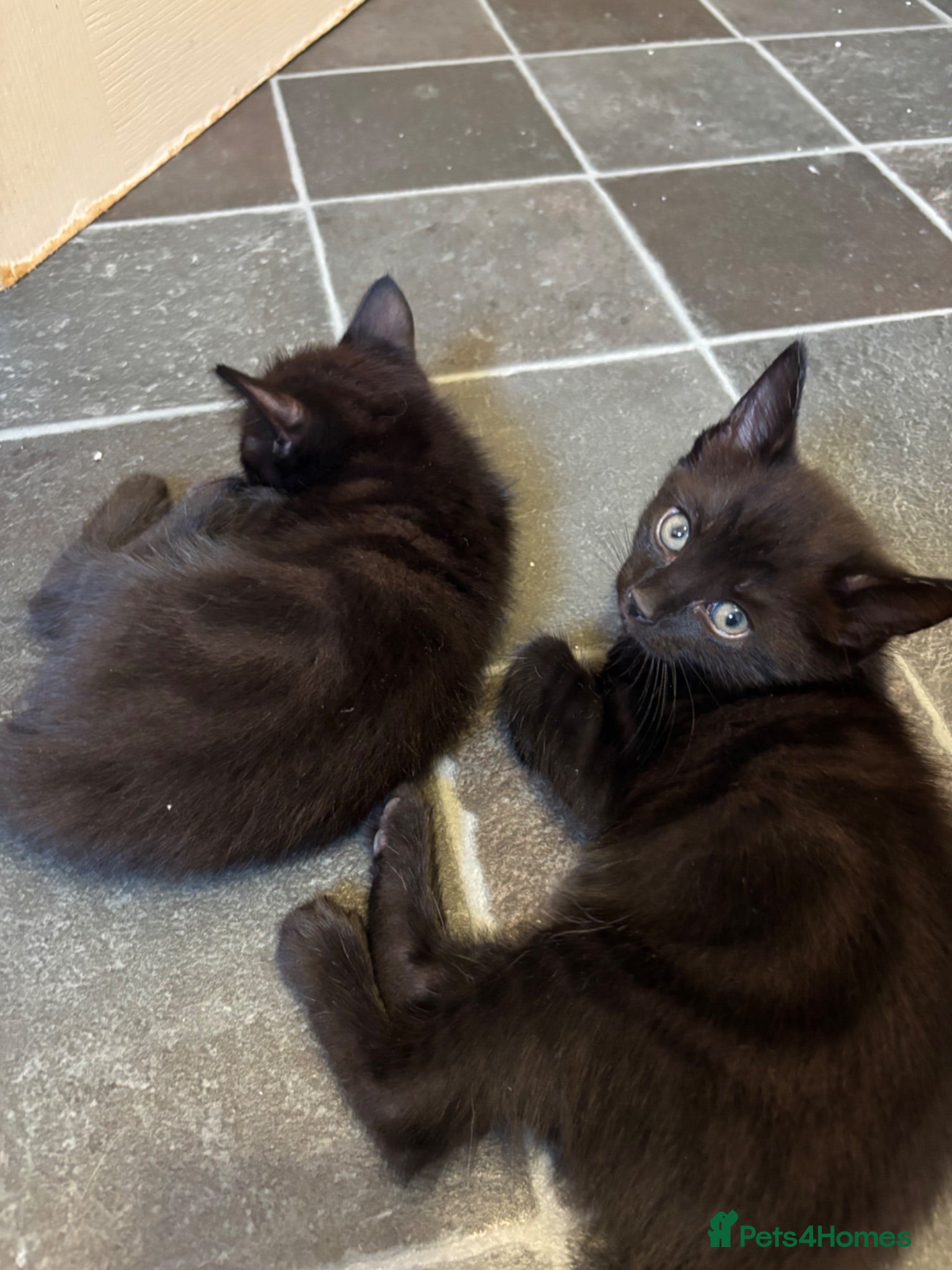 Mixed Breed cats Beautiful Ragdol x kittens  - Advert 18