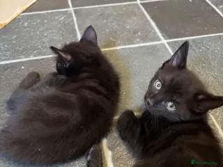 Mixed Breed cats Beautiful Ragdol x kittens - Advert 18