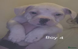Mixed Breed dogs for sale: Frenchie cross Staffie Pups - Image 9