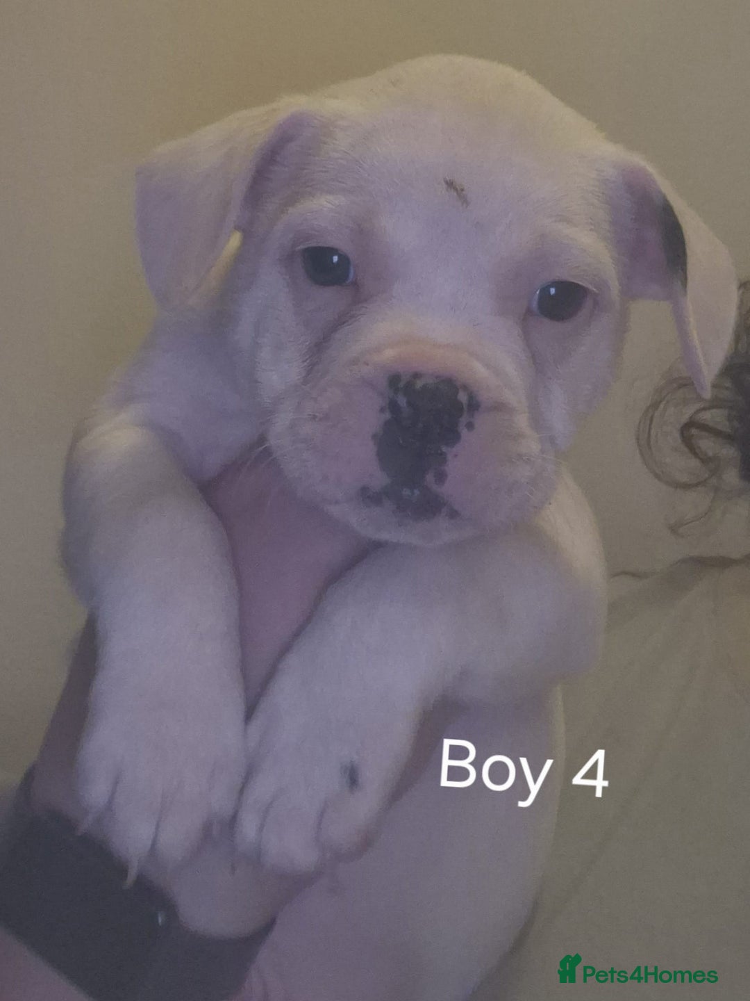 Mixed Breed dogs for sale: Frenchie cross Staffie Pups - Image 9