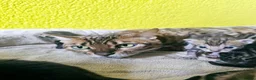 Bengal cats for sale: Adorable Bengal Kittens - Advert 3