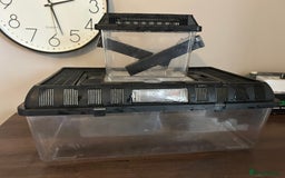 Leopard Gecko reptiles for sale: Male leopard gecko and all equipment  - Image 21