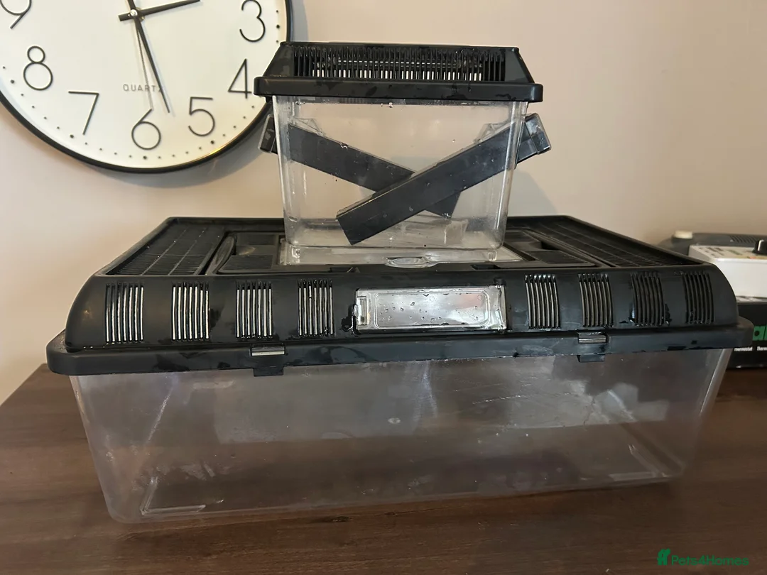 Leopard Gecko reptiles for sale: Male leopard gecko and all equipment  - Advert 21