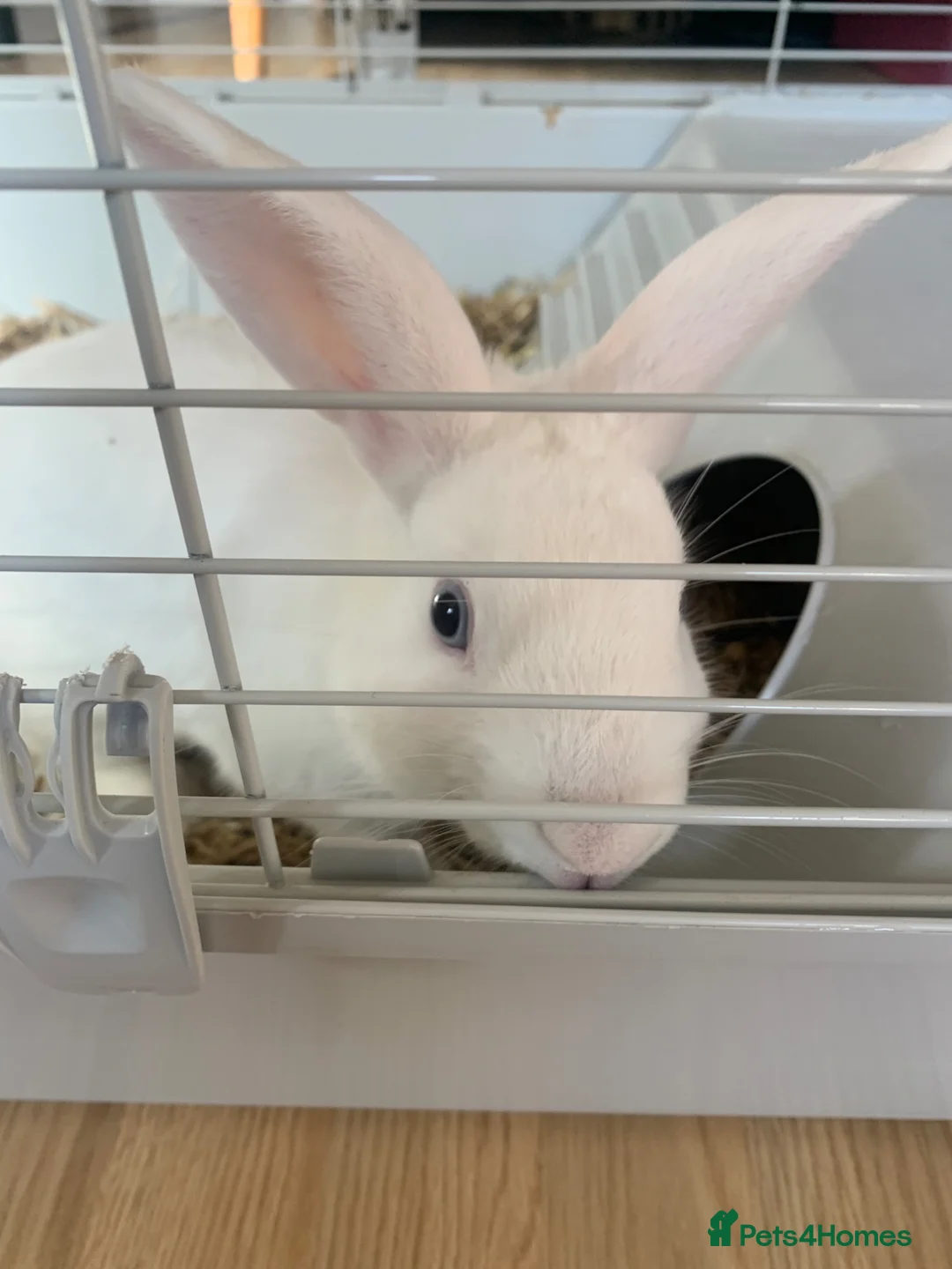Dutch rabbits for sale: Rabbit + Rabbit cage  in Leigh - Advert 2