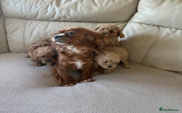 Cavapoo dogs for sale: Stunning F1 red Cavapoo Baby’s  - Image 8