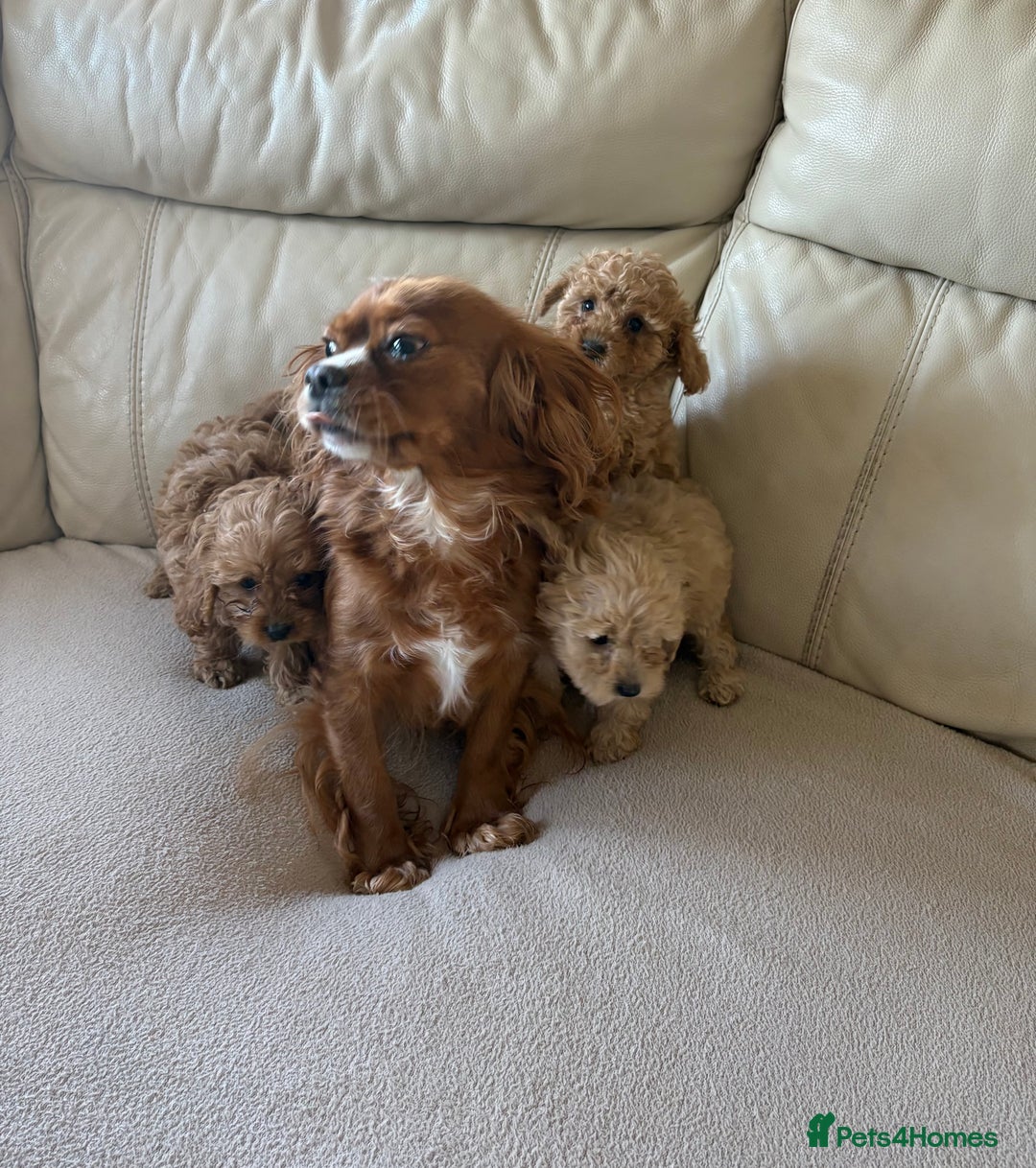 Cavapoo dogs for sale: Stunning F1 red Cavapoo Baby’s  - Image 8