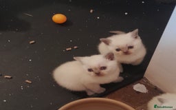 British Shorthair cats for sale: British Shorthair Kittens - Lilac Point - Image 8