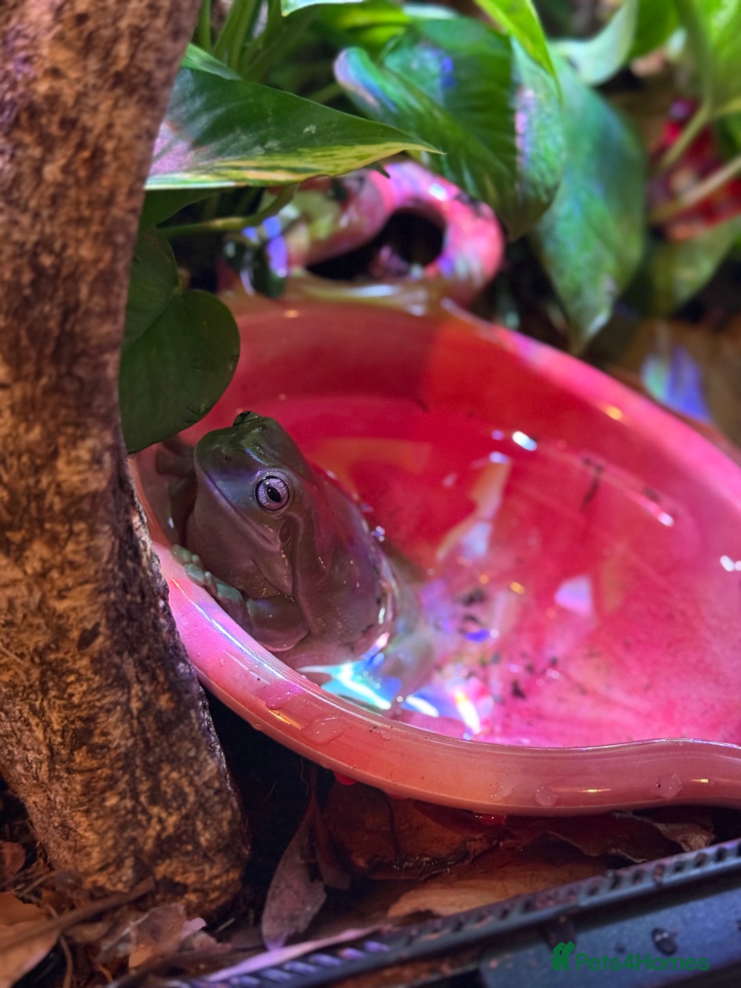 Frog reptiles for sale: Whites tree frogs with bioactive set up  - Image 5