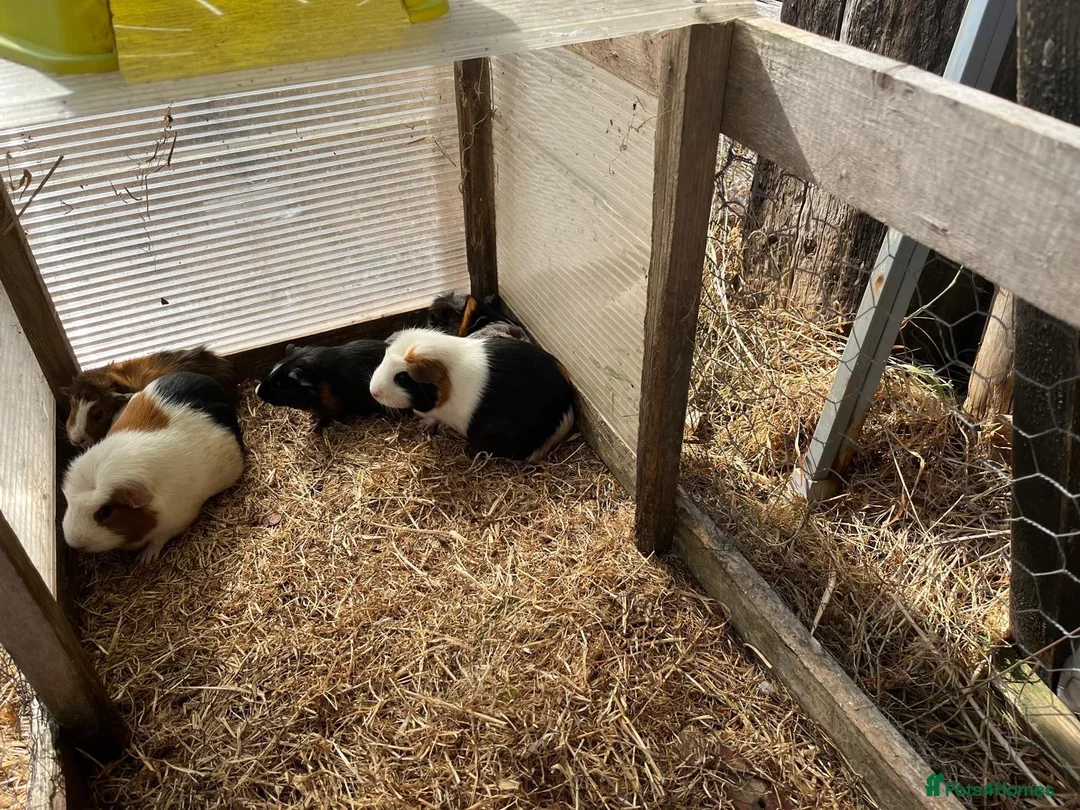 Guinea Pig rodents for sale: Guinea pigs in Paignton - Advert 5
