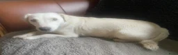 Jack Russell dogs for sale: 5 beautiful Jack Russell pups  in Whitchurch - Advert 3