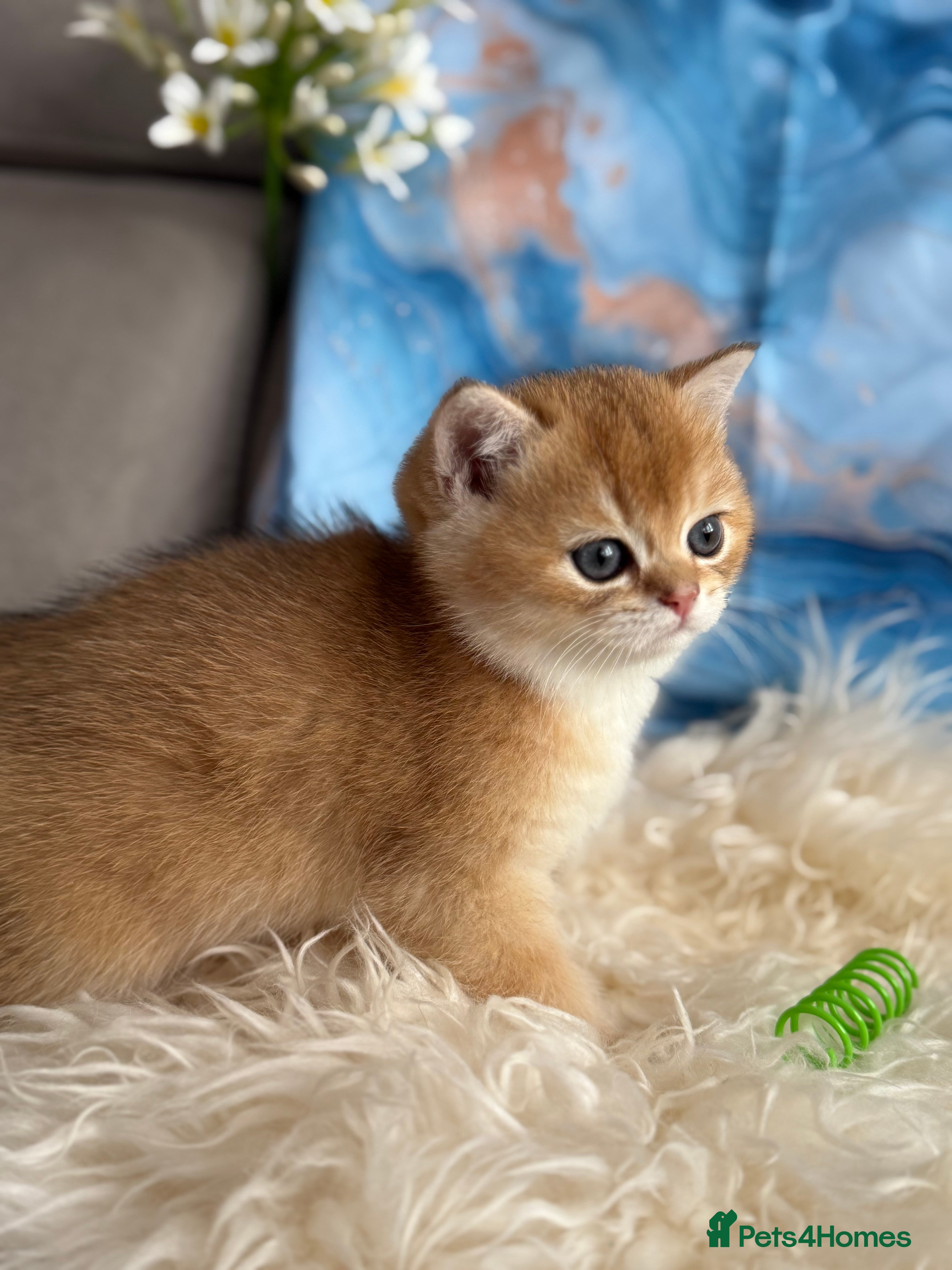 British Shorthair cats 🌟 Last two beautiful  Golden BSH girls 🌟 - Advert 3