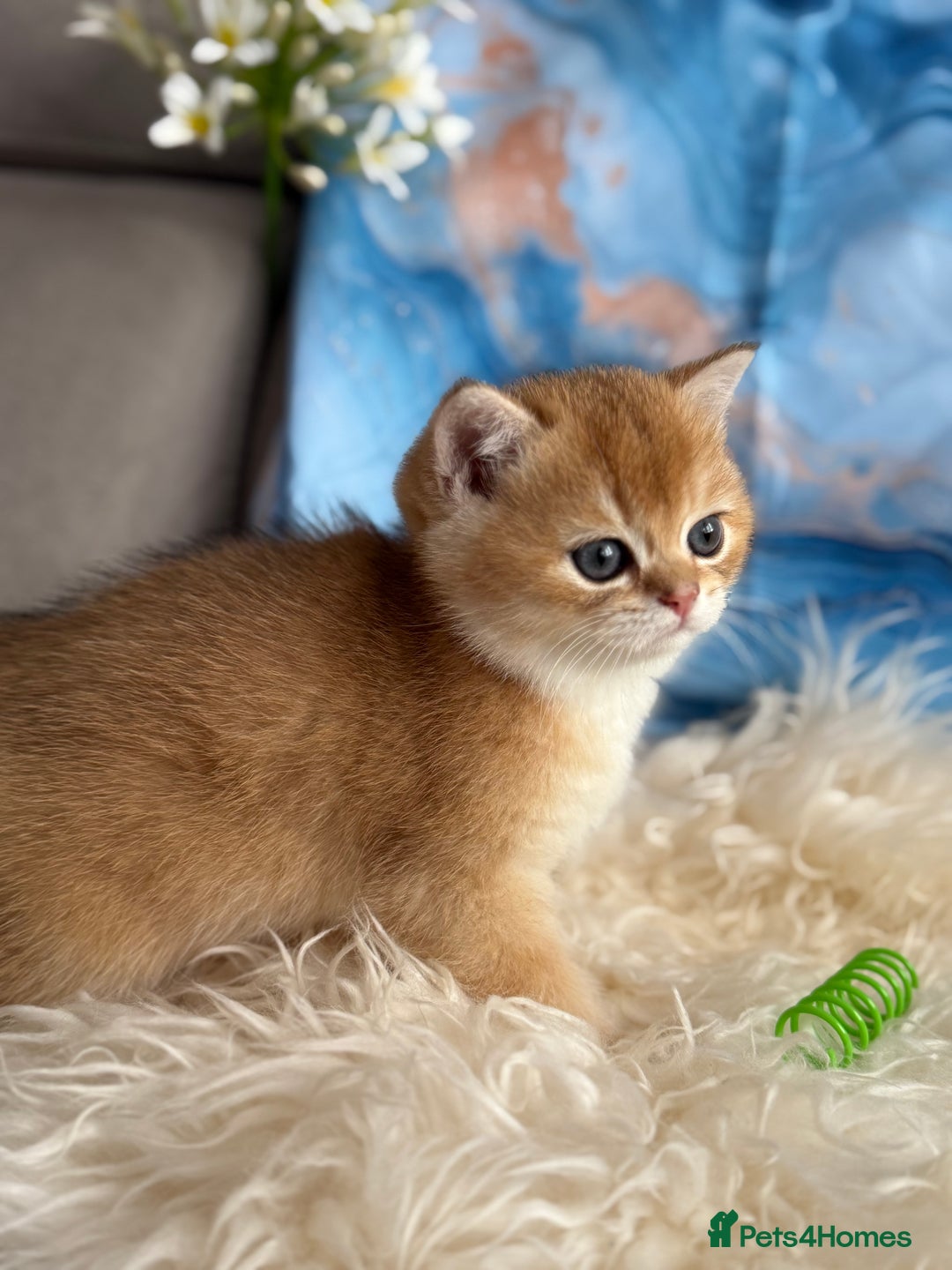 British Shorthair cats for sale: 🌟 Last two beautiful  Golden BSH girls 🌟 - Advert 12