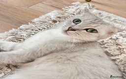 Scottish Fold cats for sale: Scottish Fold Short Hair - Image 2