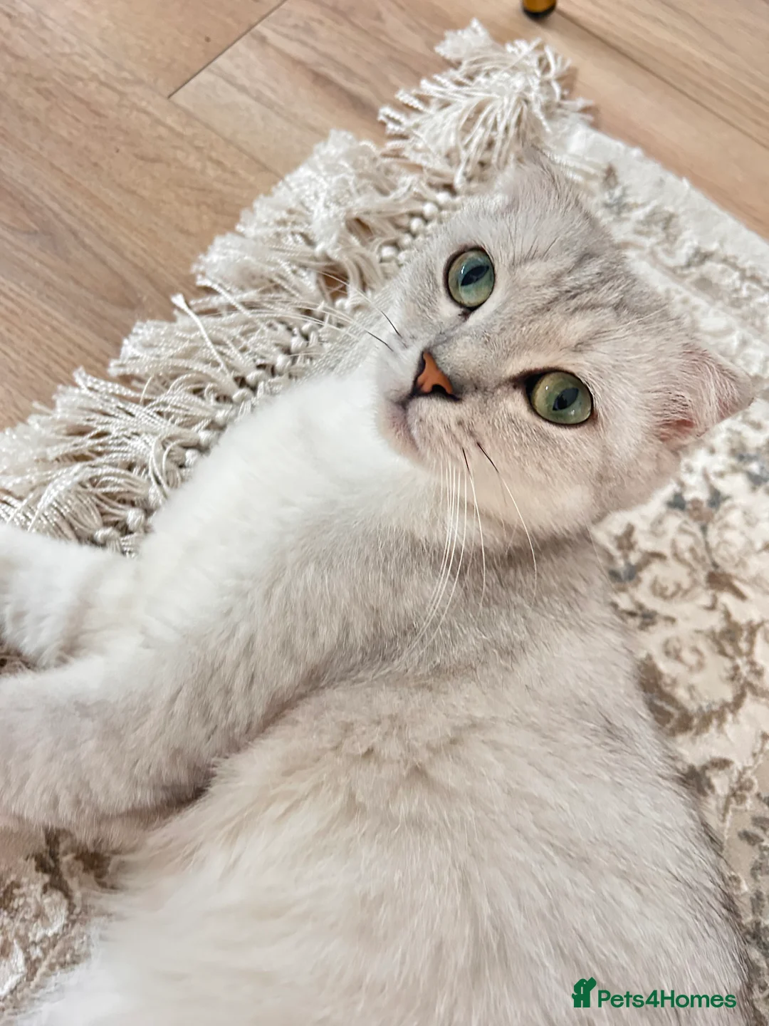 Scottish Fold cats for sale: Scottish Fold Short Hair - Advert 2