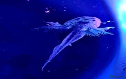 Axolotl reptiles for sale: Axolotls  - Image 8