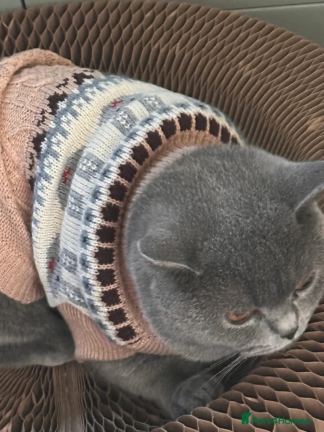 British Shorthair cats for sale: Sully our British shorthair Boy - Advert 10