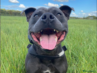 Staffordshire Bull Terrier dogs Obi is looking for a new loving home - Advert 1