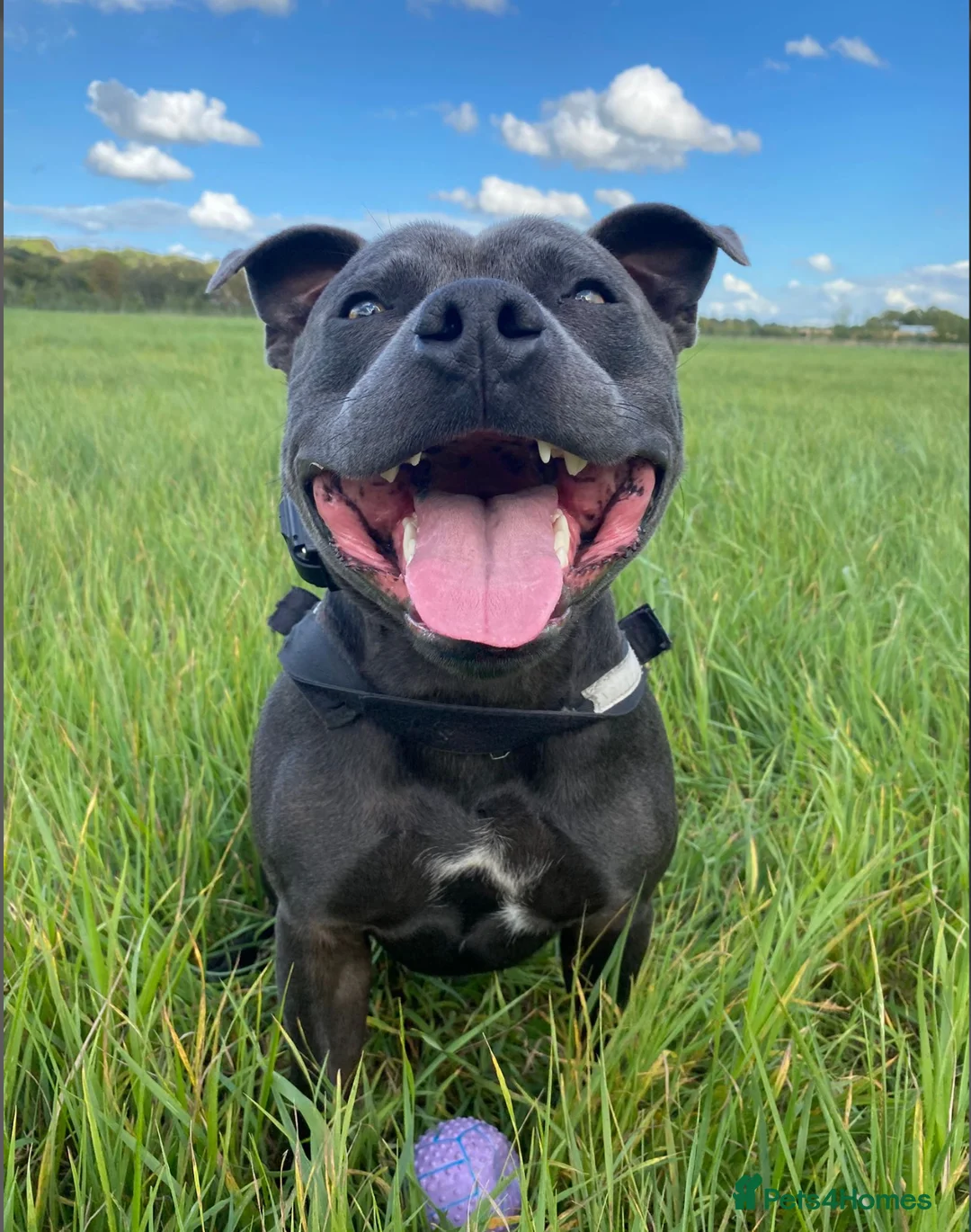 Staffordshire Bull Terrier dogs for sale: Obi is looking for a new loving home - Advert 1
