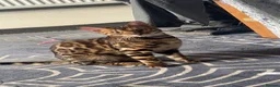 Bengal cats for sale: Bengal kitten - Advert 4