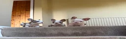 French Bulldog dogs for sale: 6x KC registered French Bulldogs - Advert 8