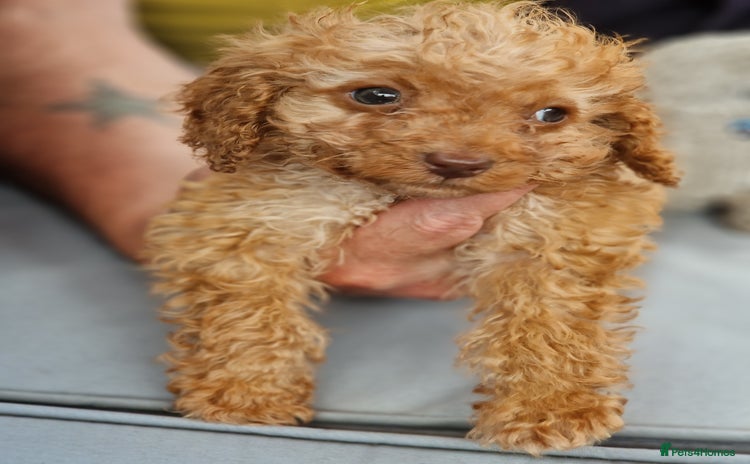 Cockapoo dogs - Advert 15