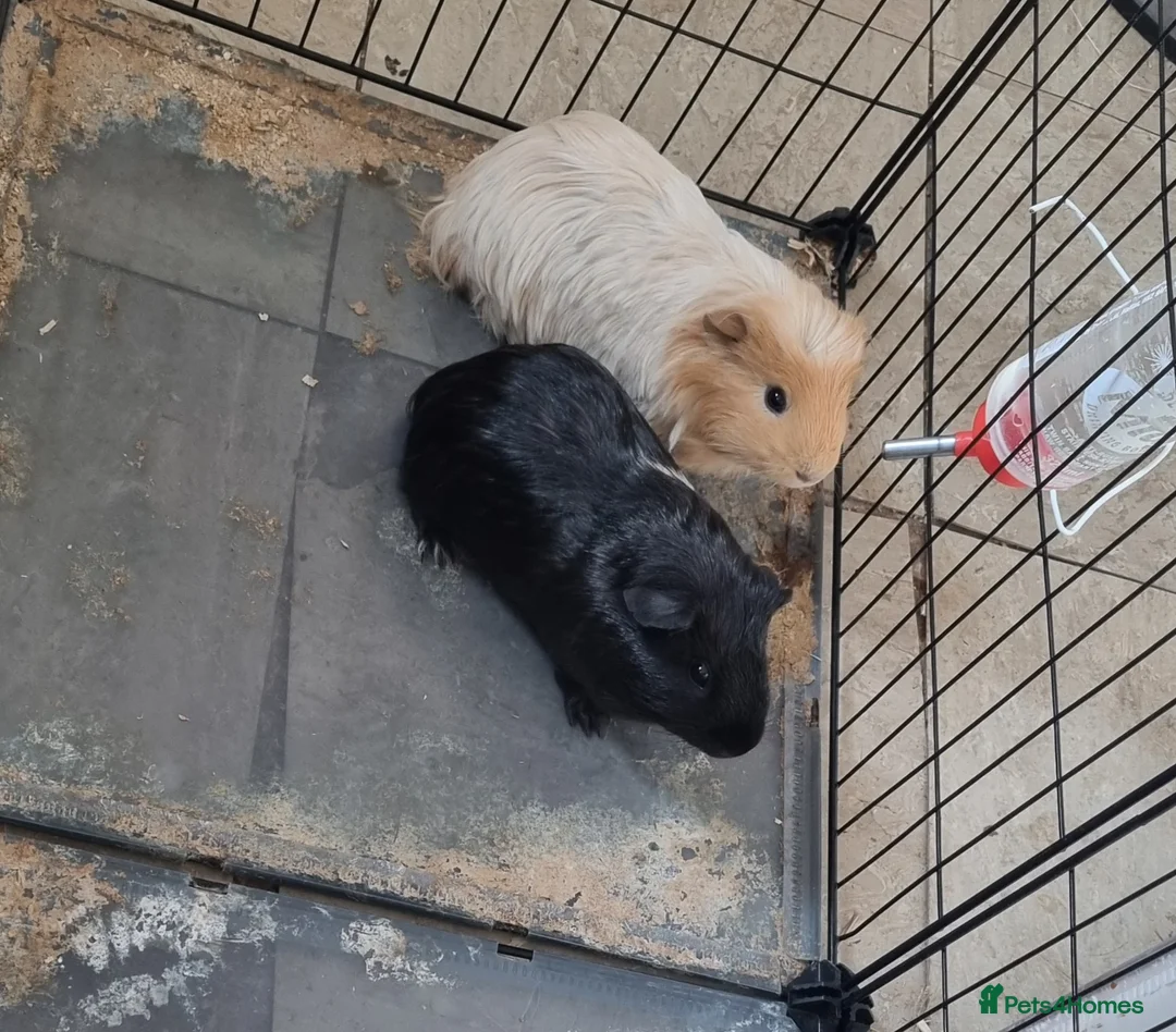Guinea Pig rodents for sale: Lloyd & cole - male piggies for rehome - Advert 2