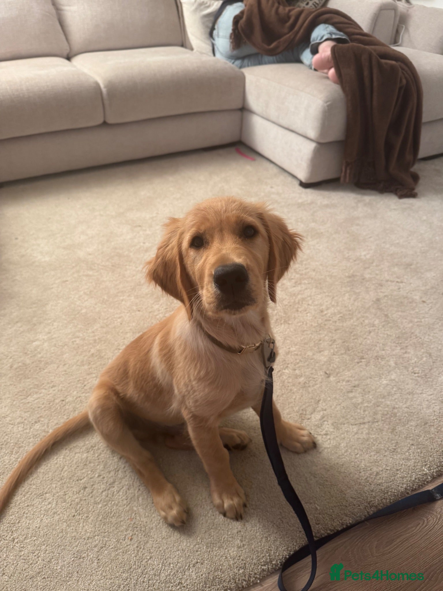 Golden Retriever dogs Gorgeous 16-Week-Old Golden Retriever Boy – Marley - Advert 1