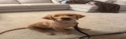 Golden Retriever dogs for sale: Gorgeous 16-Week-Old Golden Retriever Boy – Marley - Advert 1