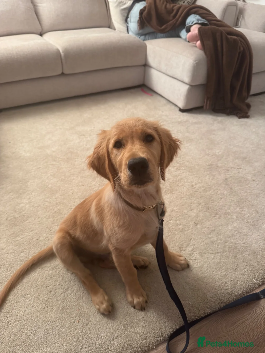 Golden Retriever dogs for sale: Gorgeous 16-Week-Old Golden Retriever Boy – Marley - Advert 1