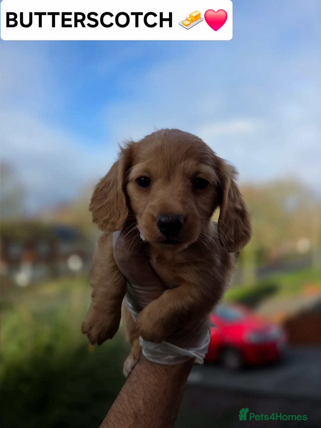 Miniature Dachshund dogs for sale: LONG HAIRED MINIATURE DACHSHUND'S LITTER ❤️❤️ - Advert 1