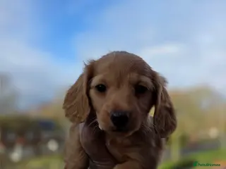 Miniature Dachshund dogs LONG HAIRED MINIATURE DACHSHUND'S LITTER ❤️❤️ - Advert 1