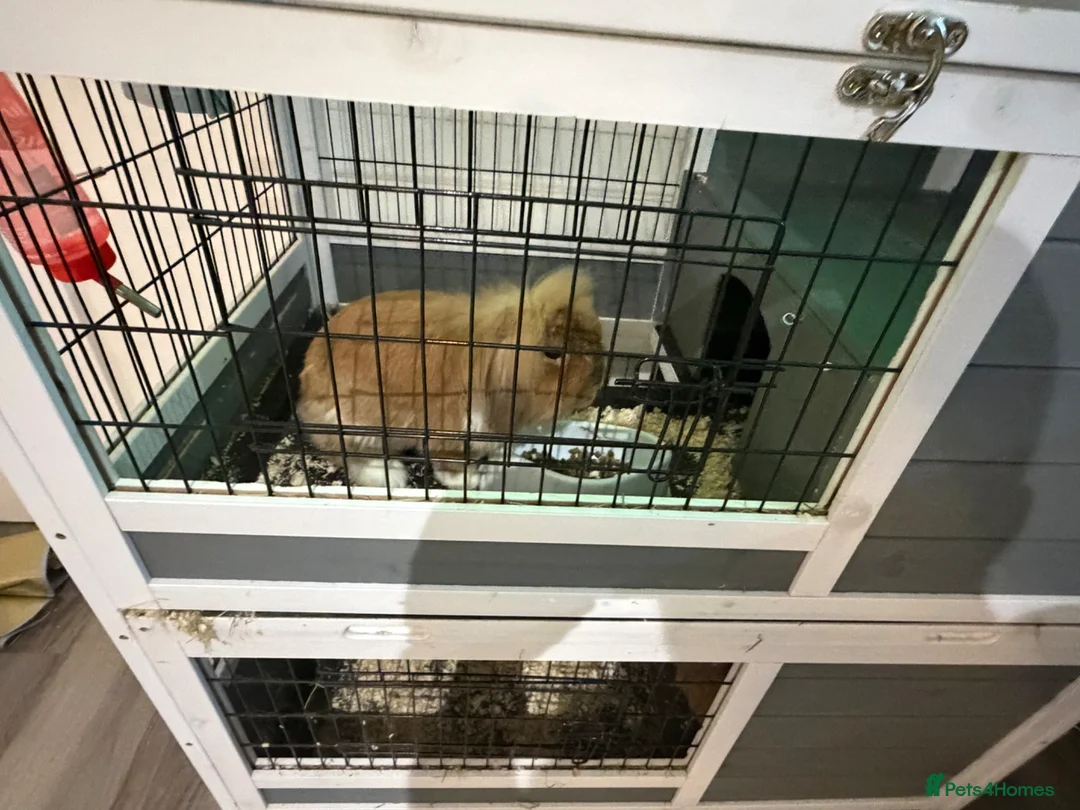 Lionhead rabbits for sale: Two adorable rabbits looking for a new home  - Advert 2