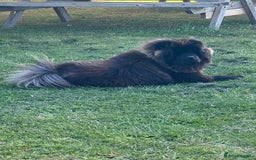 Chow Chow dogs for sale: Cleo the fun chow chow - Image 1