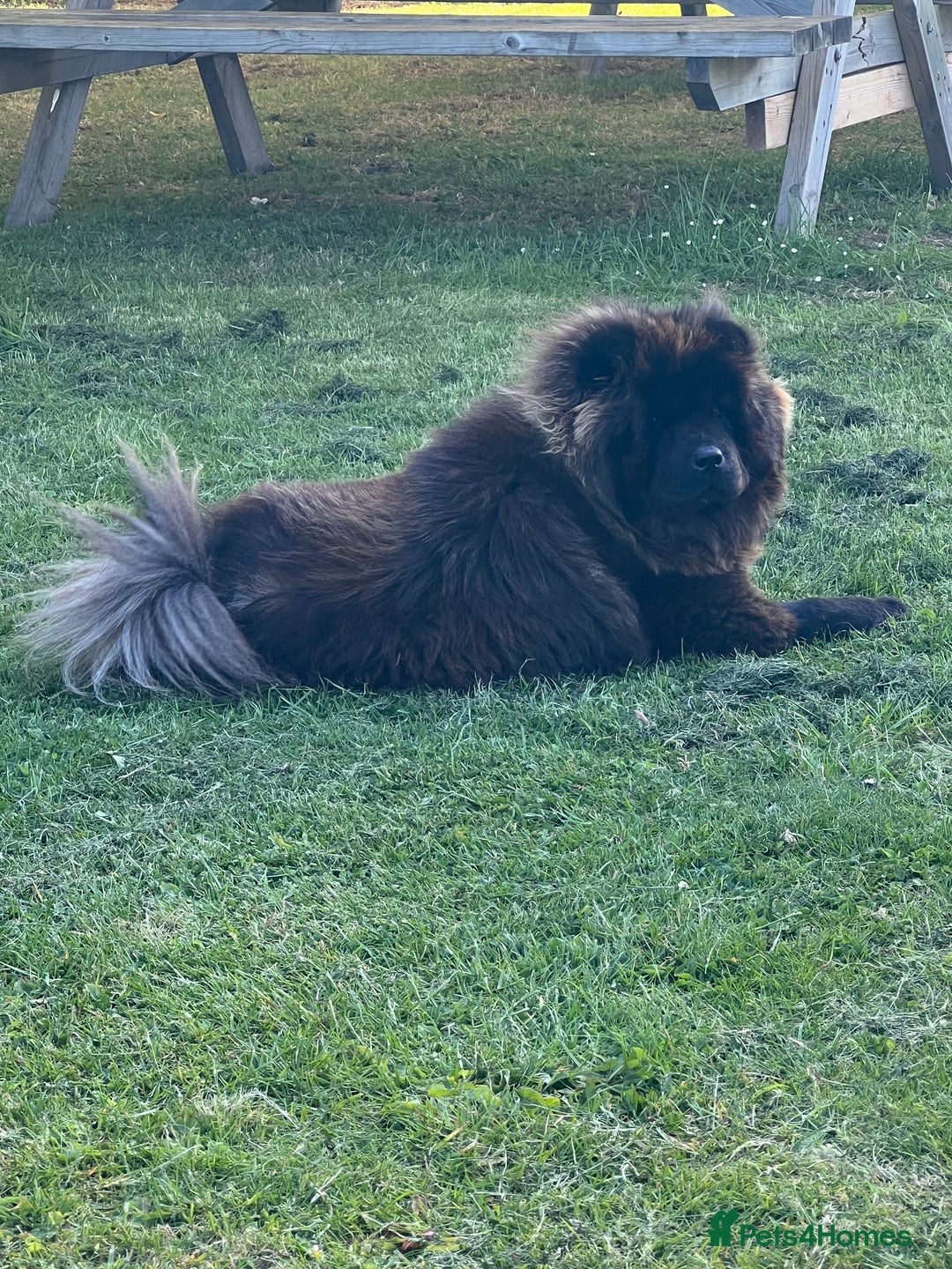 Chow Chow dogs for sale: Cleo the fun chow chow - Image 1