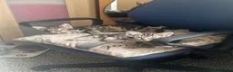 Mixed Breed cats for sale: Norwegian forest cat kittens  in Monmouth - Advert 4