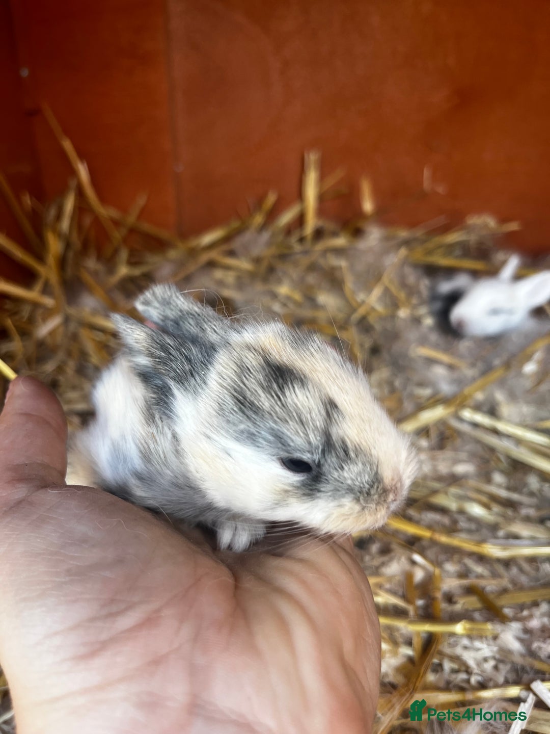 Mini Lop rabbits for sale: Mini Lops  - Image 3