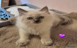 Ragdoll cats for sale: Affordable Ragdolls purebred for sale - Image 5