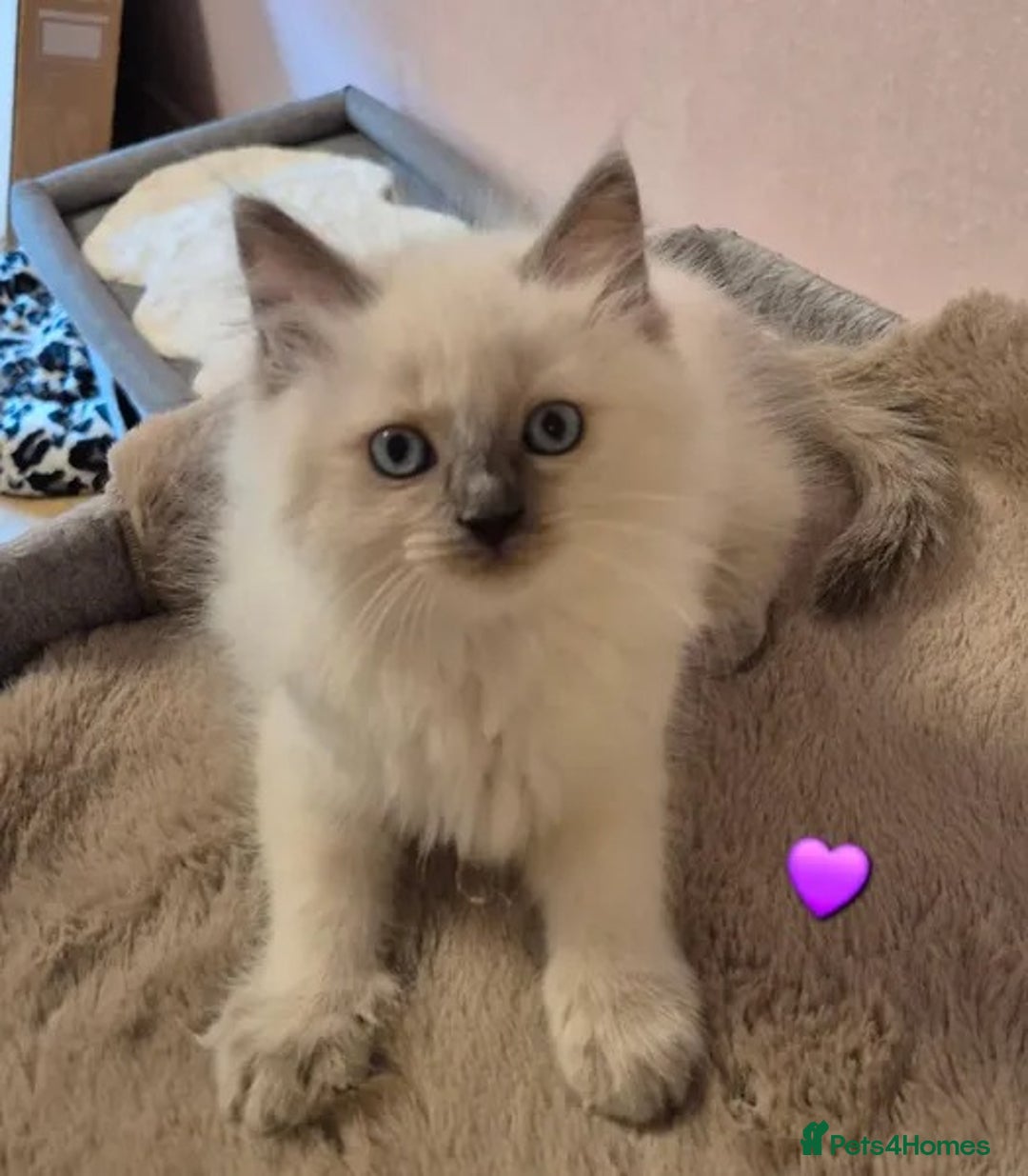 Ragdoll cats for sale: Affordable Ragdolls purebred for sale - Image 5