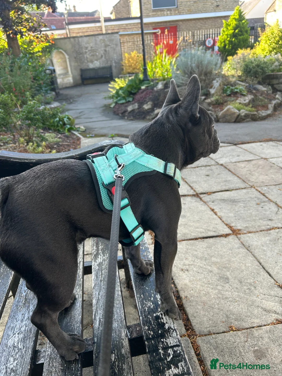 French Bulldog dogs for stud: Blue French Bulldog Stud Available – Aki 🐶💙 - Advert 12