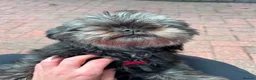 Shih Tzu dogs for adoption: Zara & Tamzin - BONDED PAIR  - Advert 4