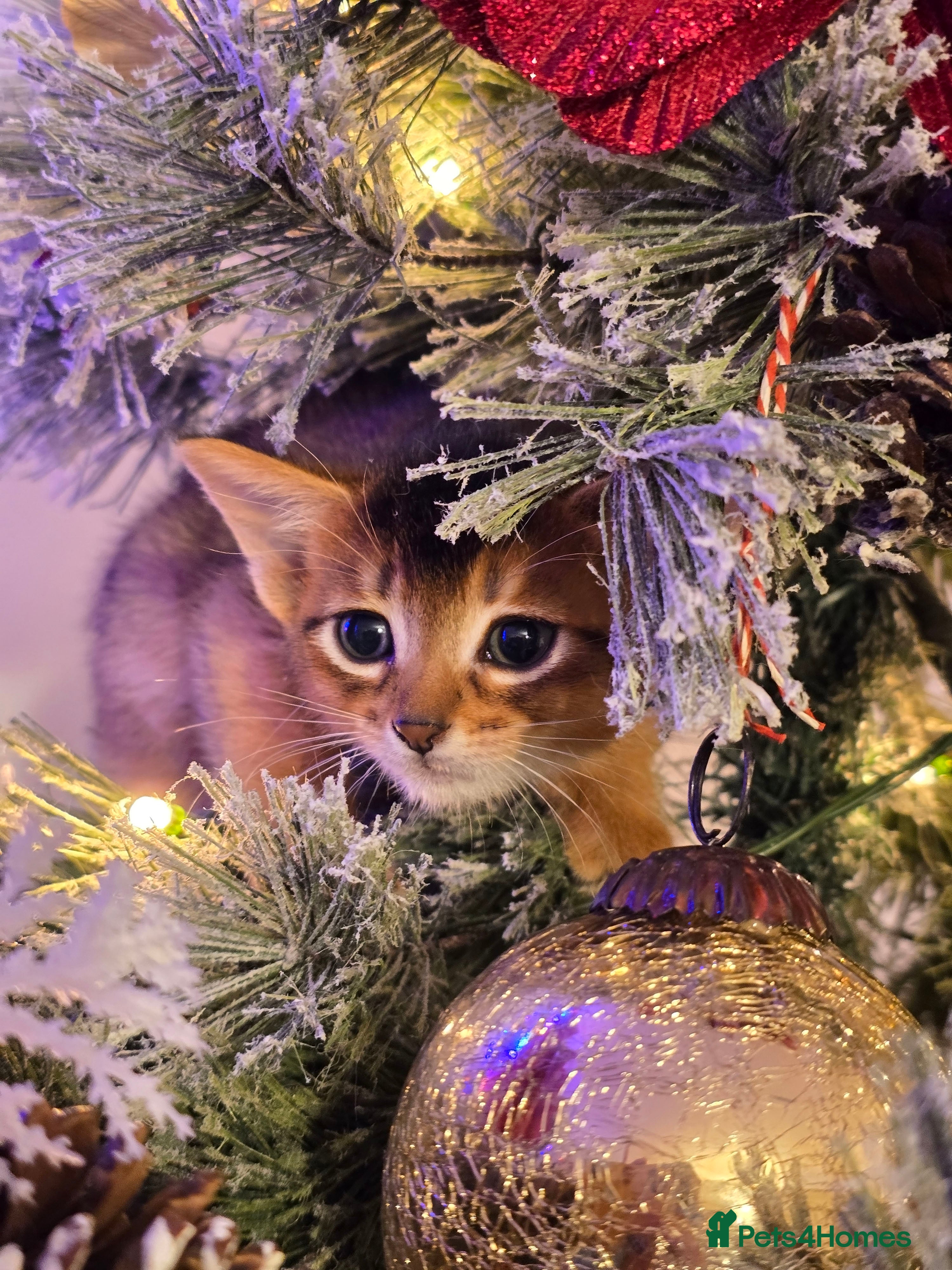 Abyssinian cats Stunning Kittens – Not to Miss - Advert 3